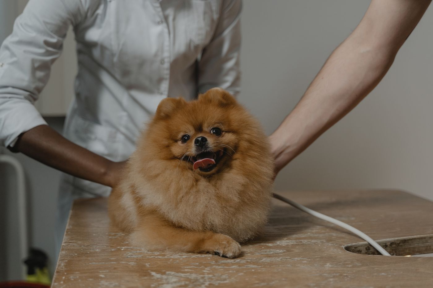 A small dog calmly on a vet examination table with two vets.