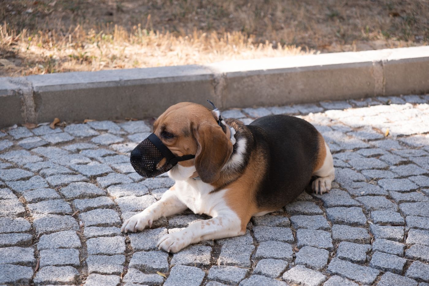 A calm beagle wearing a muzzle resting on cobblestones.