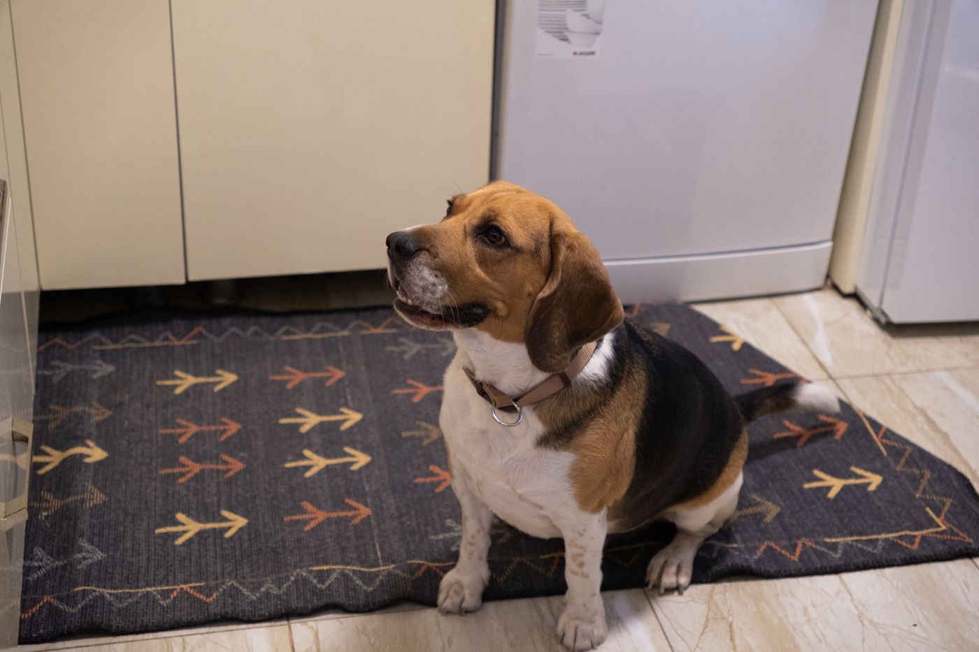 A beagle sitting on a rug in a home kitchen.