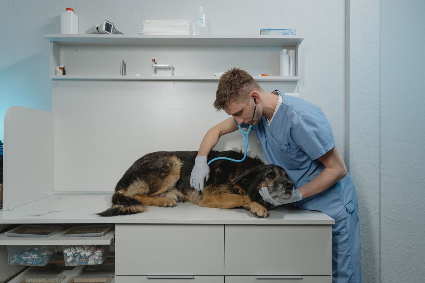A veterinary professional checking a dog with a stethoscope in a clinic.