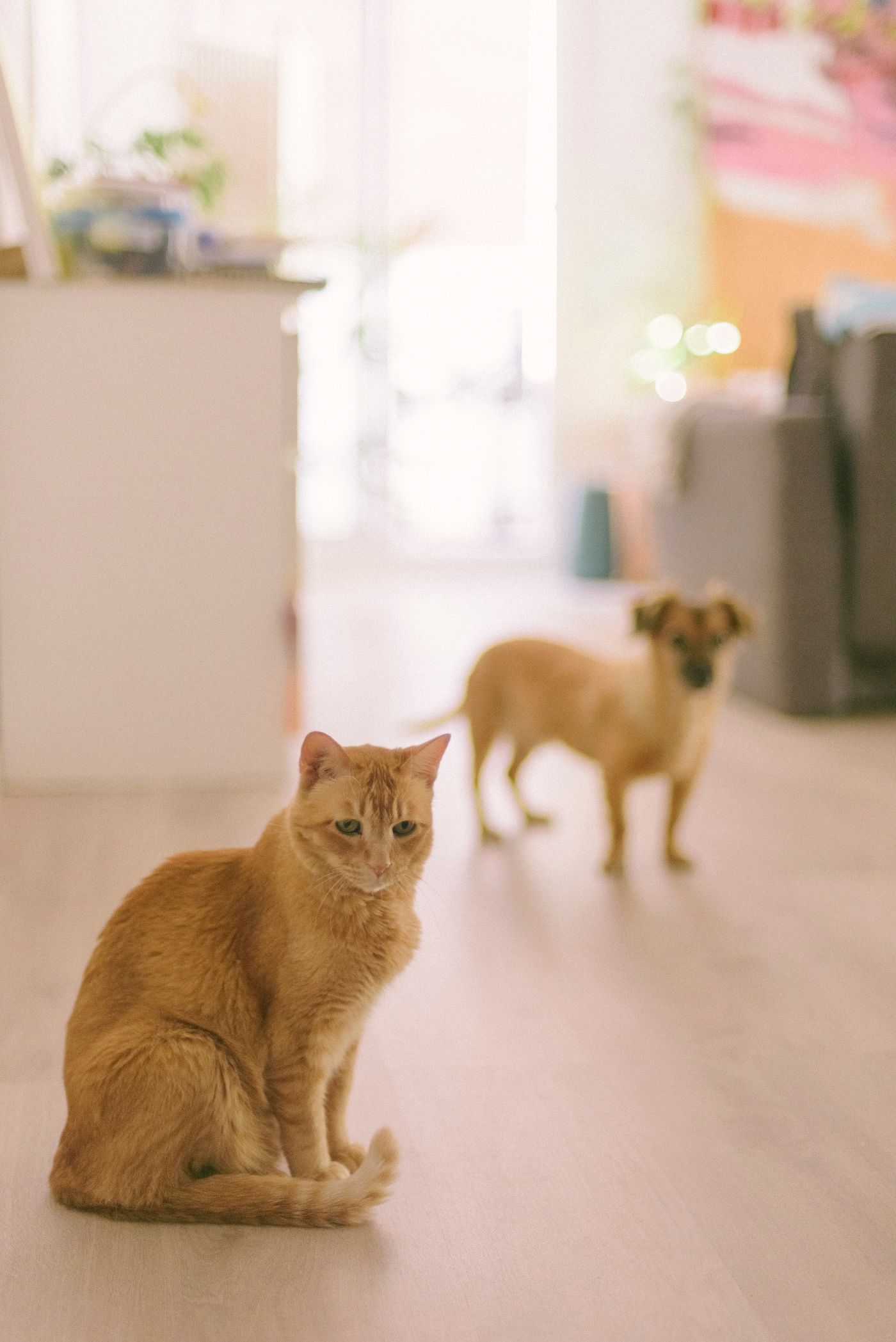A ginger cat sitting in a bright living room with a golden-coated dog standing behind it.