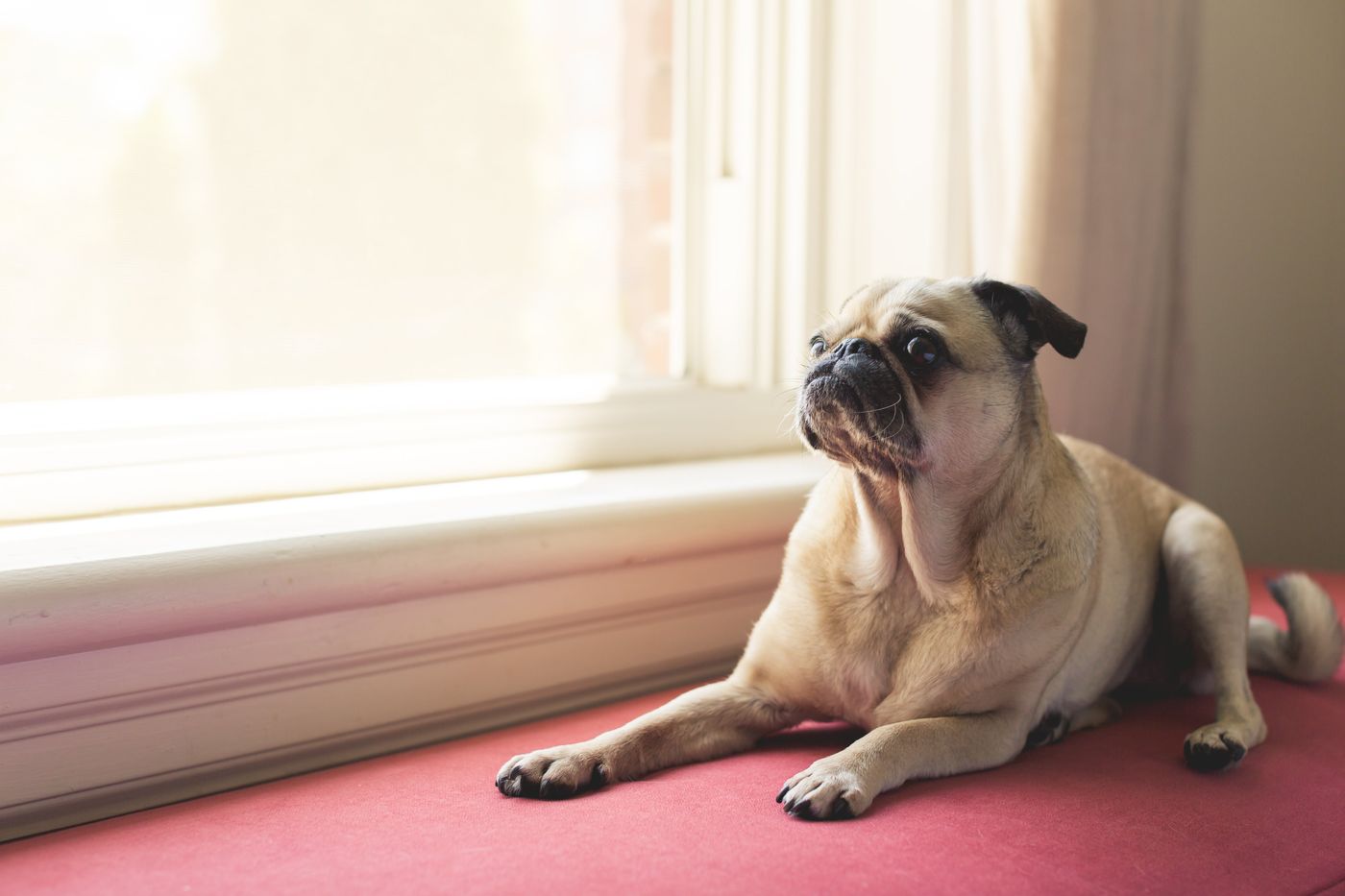 A calm pug lying by a sunlit window at home.