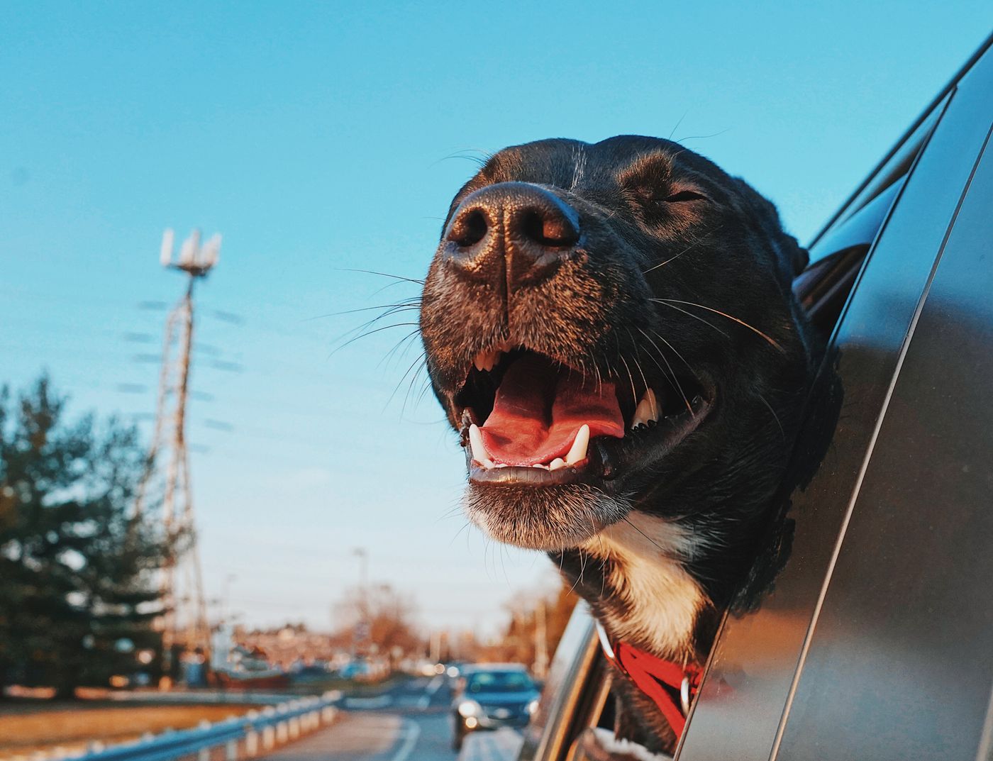 A happy dog looking out of a car window on a sunny drive.