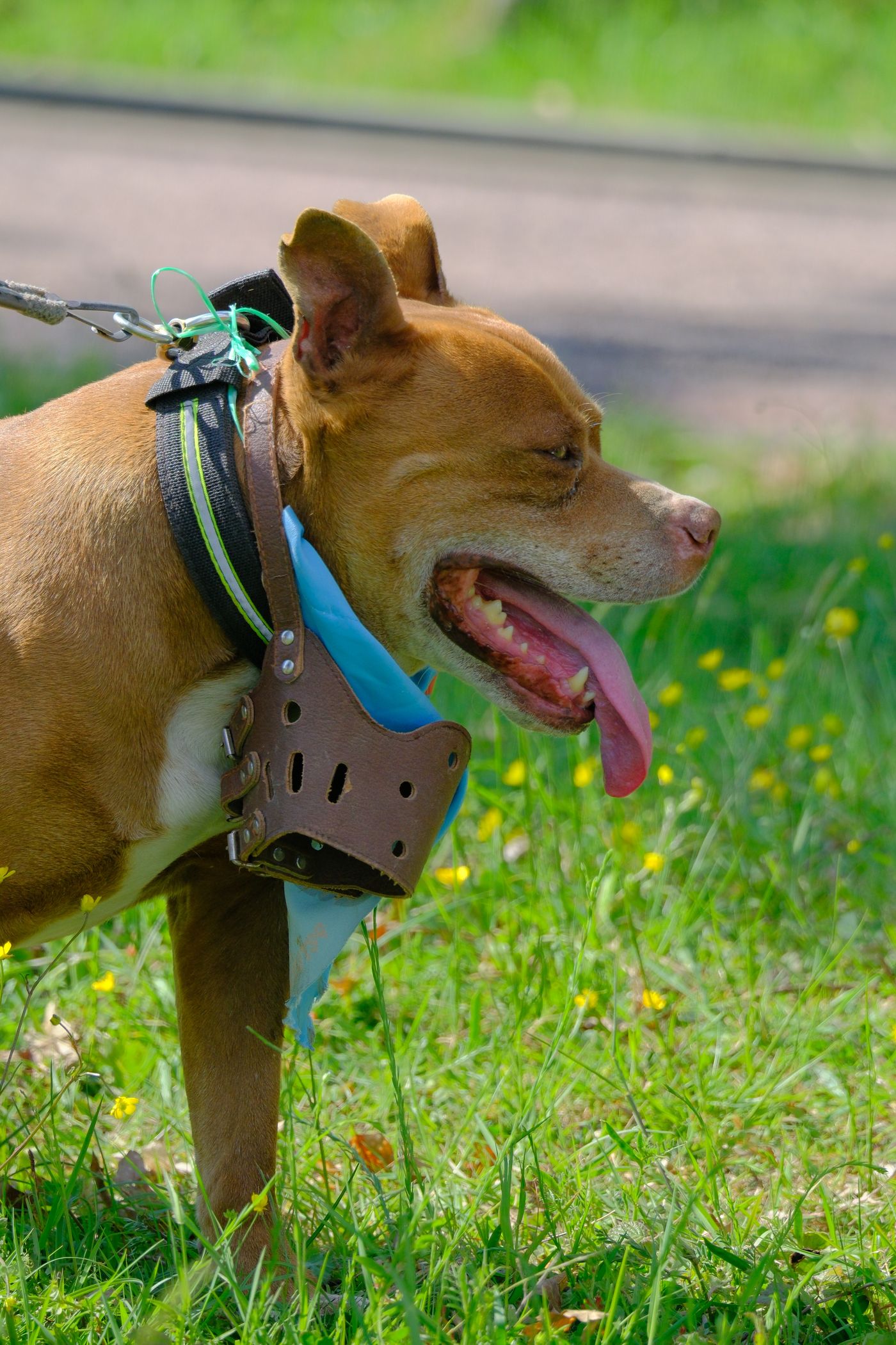 A terrier-type dog wearing a muzzle in a sunny park.