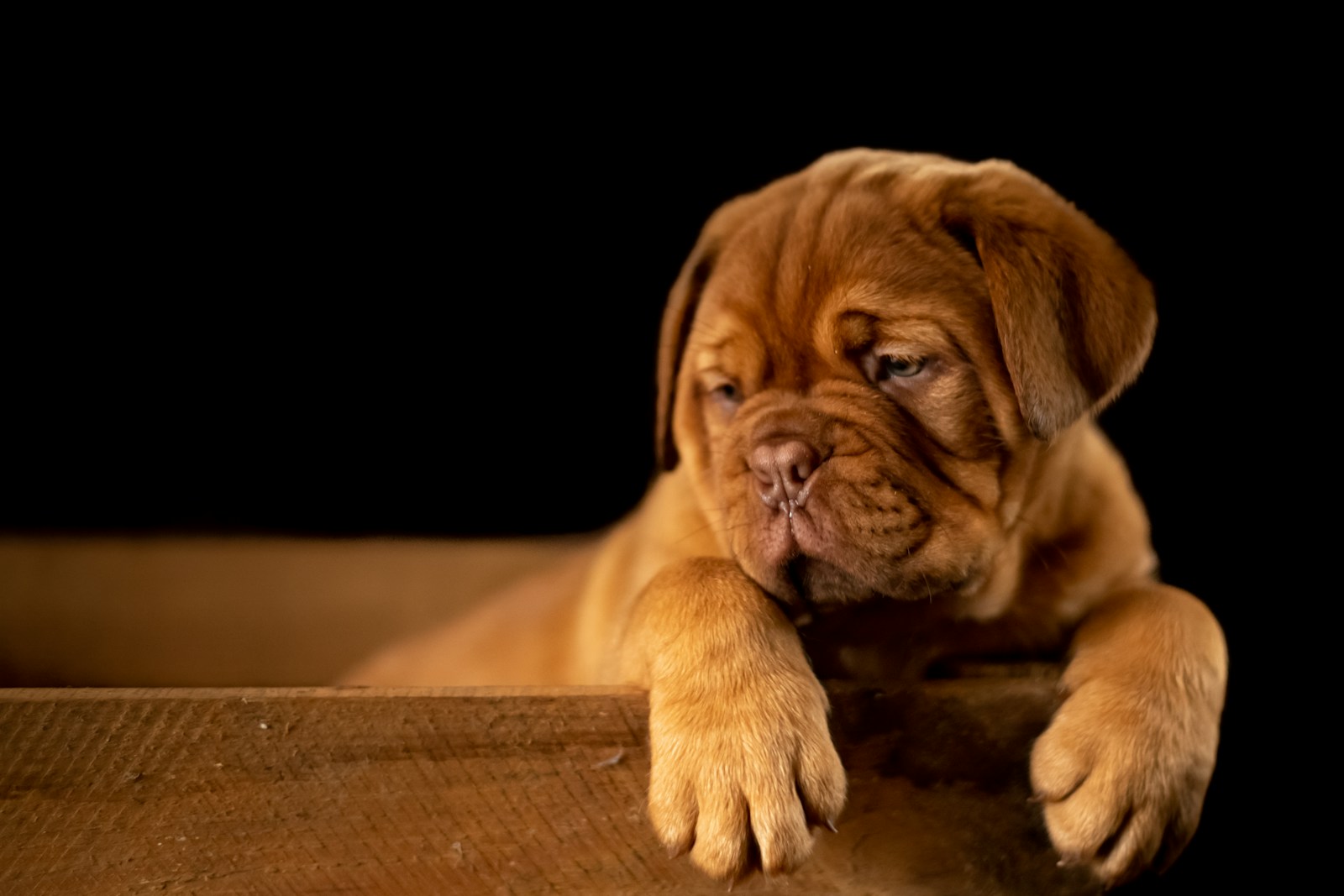 A healthy dog eating peacefully from its bowl.