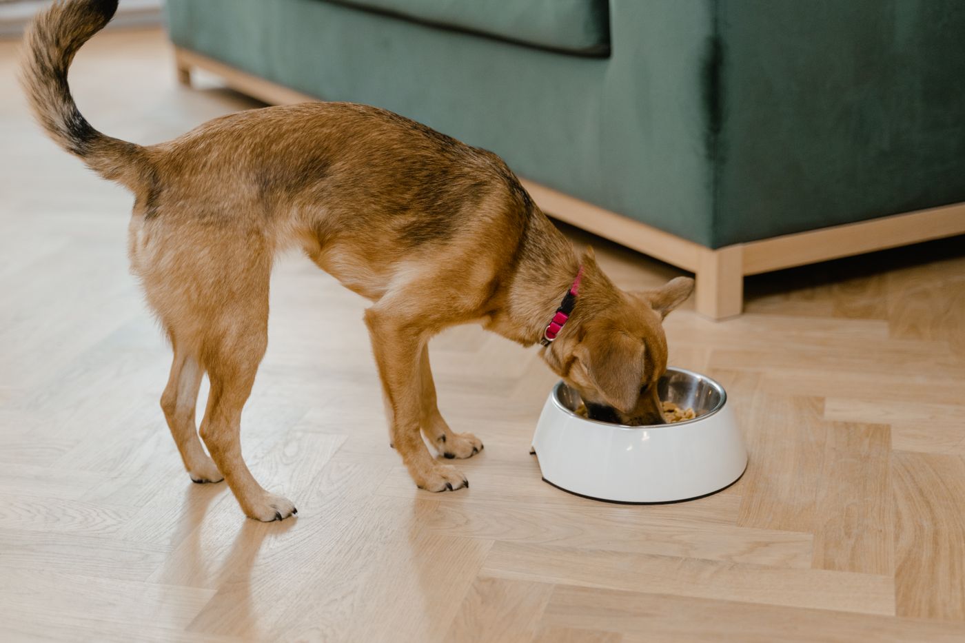 A small dog eating from a metal bowl on a wooden floor.