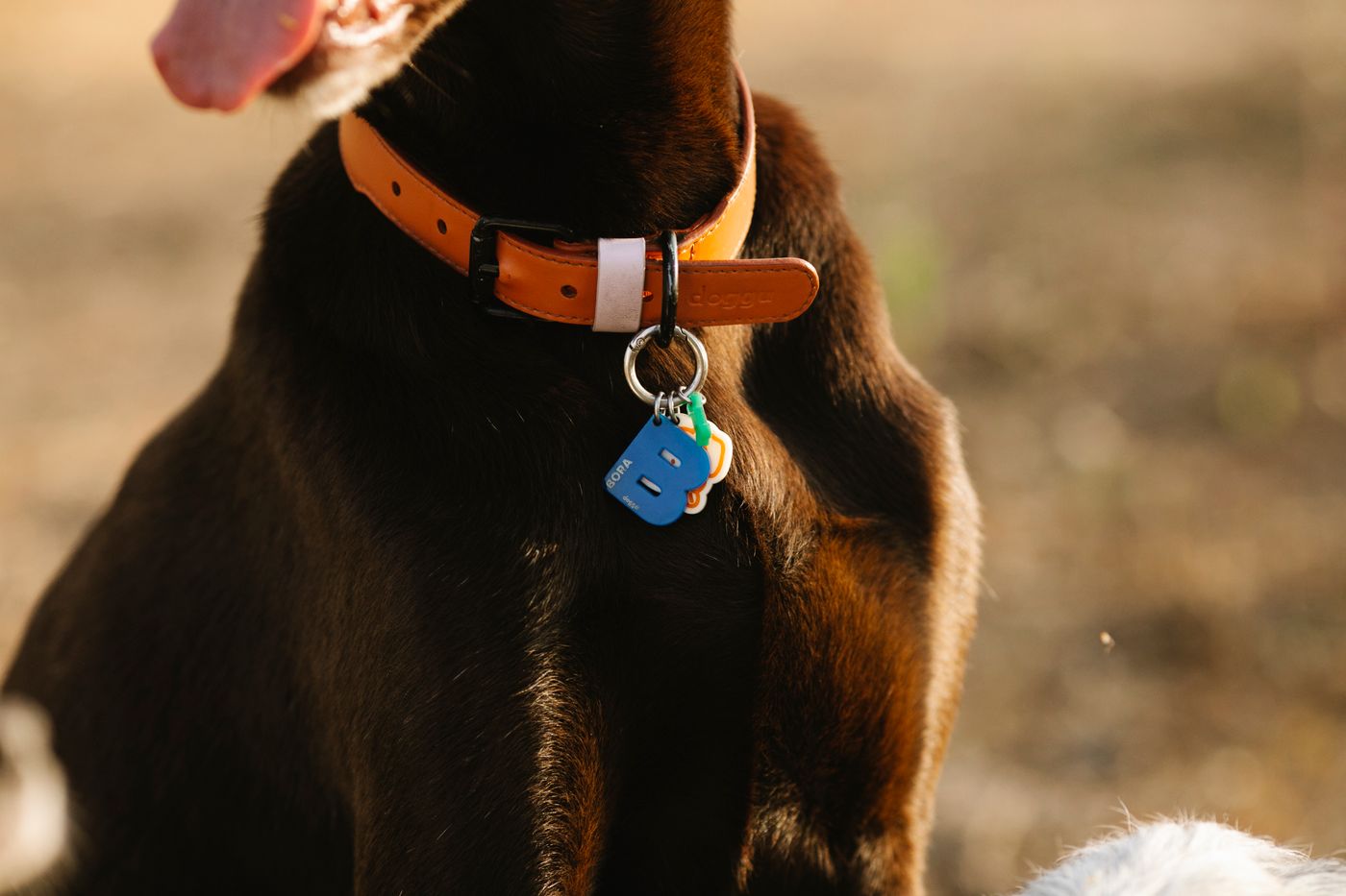 A dog wearing a leather collar with an ID tag.