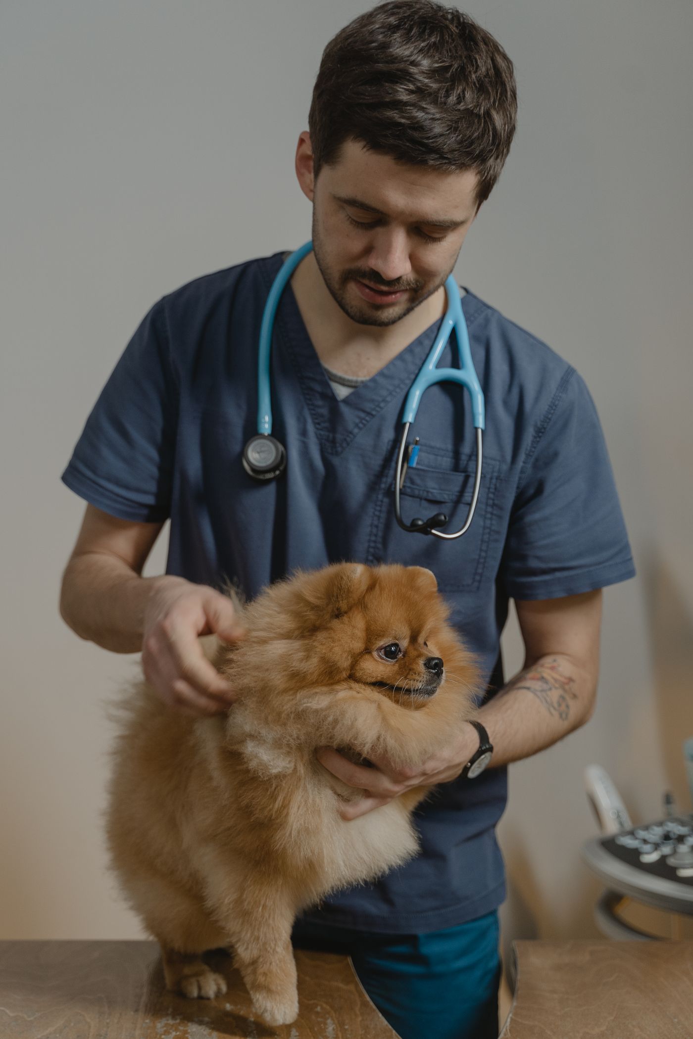 A veterinarian holding a fluffy Pomeranian in a bright clinic.