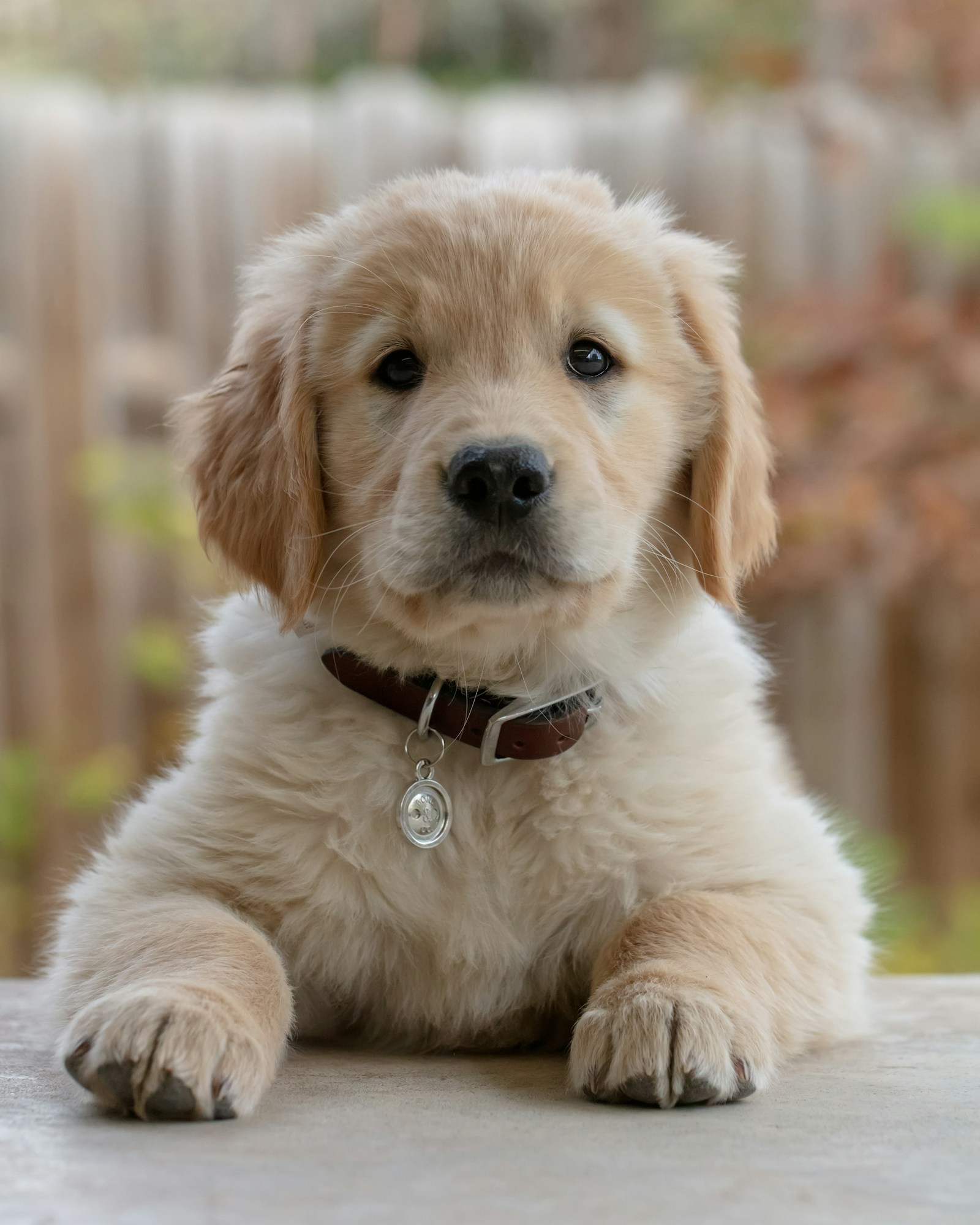 A healthy puppy playing outdoors in natural light.