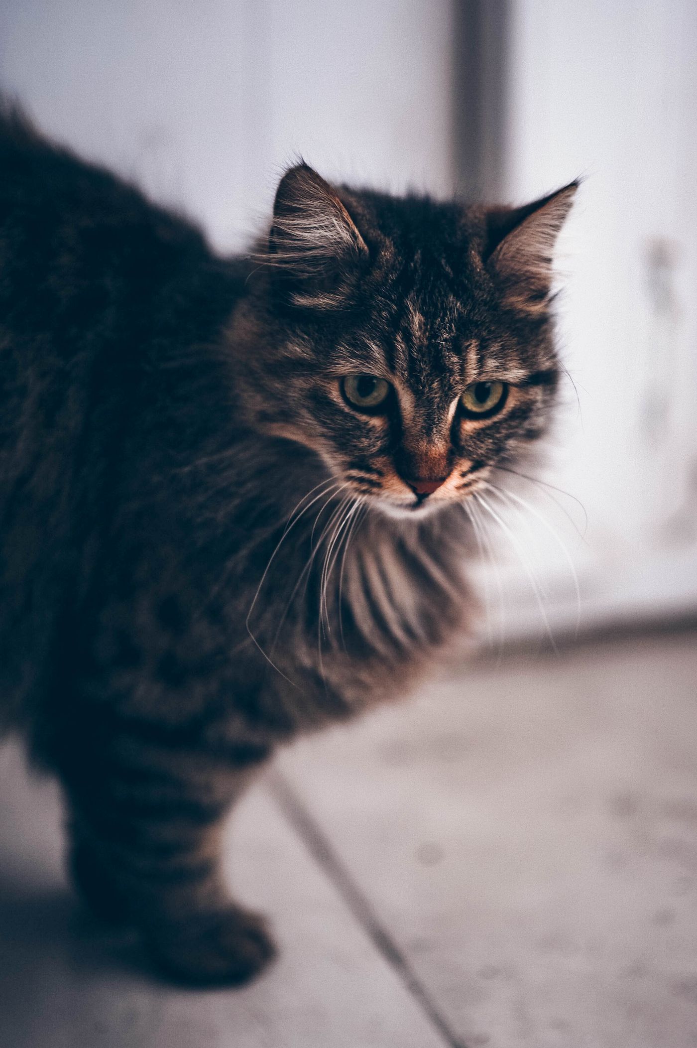 A long-haired Siberian cat indoors.