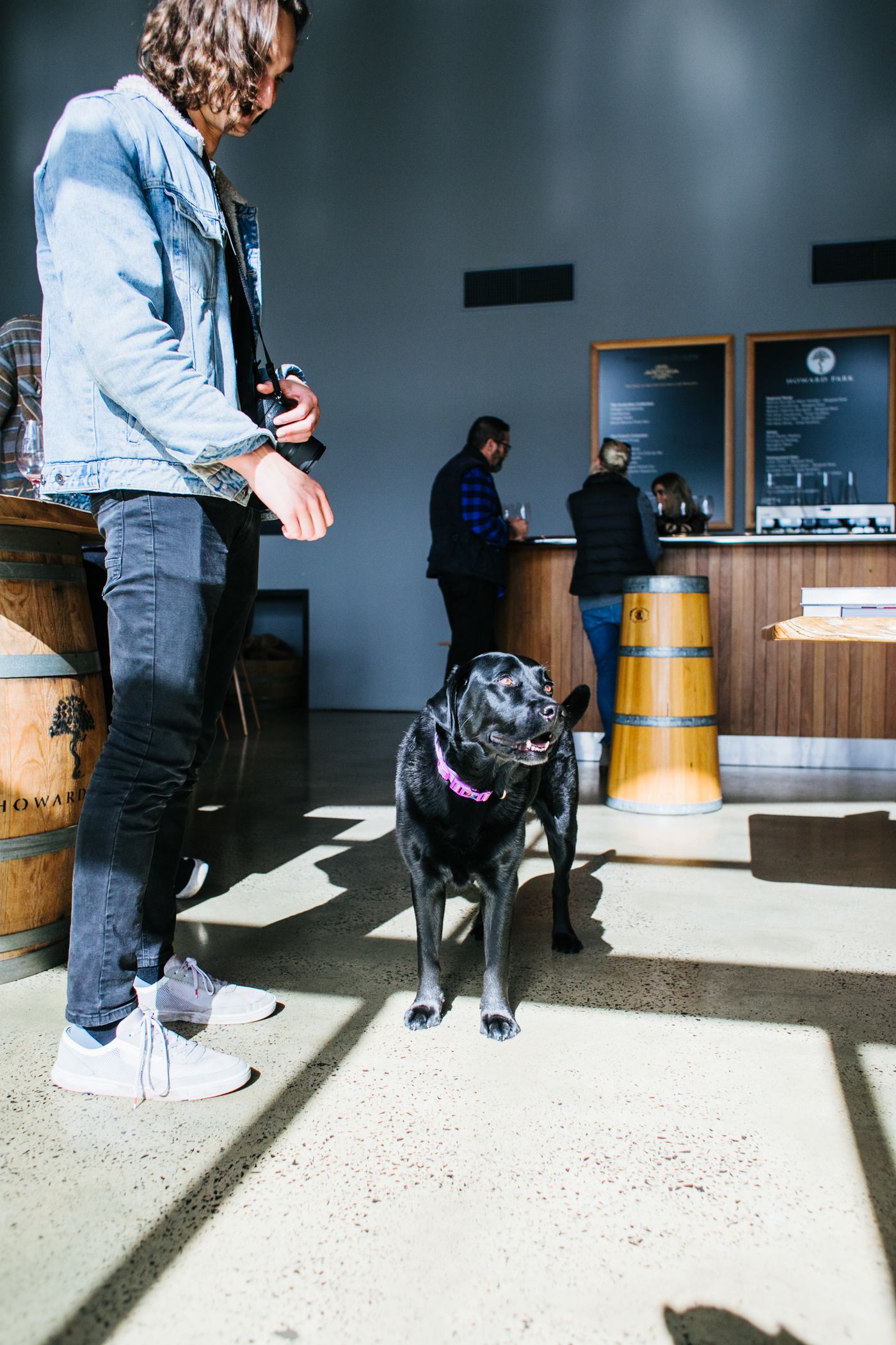 A black Labrador inside a sunlit café with its owner.